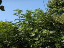 DSCN1423