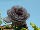 DSCN1424