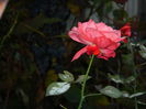 DSCN1447