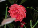DSCN1450