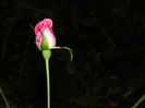 DSCN1452