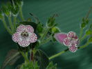 DSCN1463