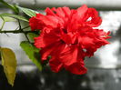 DSCN1464
