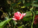 DSCN1489