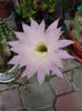 echinopsis oxygona roz