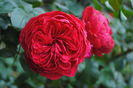 Red Leonardo da Vinci