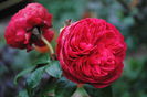 Red Leonardo da Vinci, 16 oct