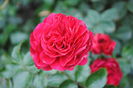 Red Leonardo da Vinci