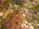 Acer palmatum Bloodgood (2014, Oct.19)