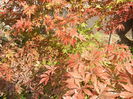 Acer palmatum Bloodgood (2014, Oct.19)