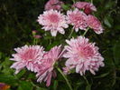 Pink Chrysanthemum (2014, Oct.18)