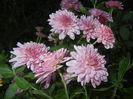 Pink Chrysanthemum (2014, Oct.19)