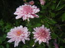 Pink Chrysanthemum (2014, Oct.19)