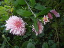 Pink Chrysanthemum (2014, Oct.19)