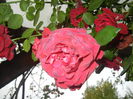 Rose Blaze Superior (2014, Oct.17)