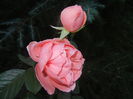 Rose Pleasure (2014, October 19)