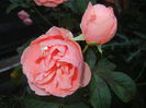 Rose Pleasure (2014, October 19)