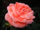 Rose Pleasure (2014, October 19)