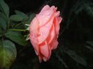 Rose Pleasure (2014, October 19)