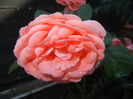 Rose Pleasure (2014, October 19)