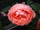 Rose Pleasure (2014, October 19)