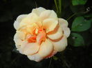 Orange Miniature Rose (2014, Oct.19)