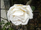 Rose Adriana (2014, October 19)