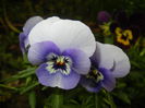 Pansy (2014, September 07)