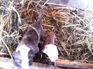 Picture 033