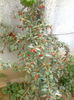 goji Sweet Lifeberry