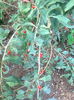 goji Big Lifeberry