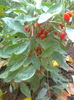 Goji Sweet Lifeberry