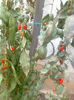 Goji Korean Big