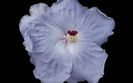 Cajun BLUE-Hibiscus SOL LUTOS