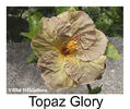 Hibiskus rosa sinensis - Topaz Glory - Villa Hibiskus