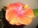 Sun Shower