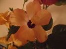Lutea