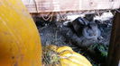 IMG-20141012-WA0014