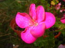 Bright Odette Geranium (2014, Sep.13)