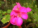 Bright Odette Geranium (2014, Sep.21)