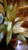 WP_20141022_15_50_27_Pro