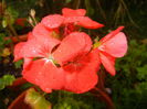 Red Geranium (2014, September 13)