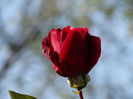 DSC00339