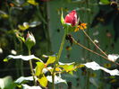 DSCN1494
