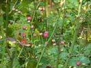 DSCN1496