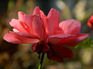 DSCN1514