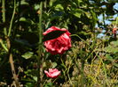 DSCN1517