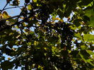 DSCN1518
