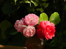 DSCN1521