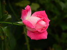 DSCN1544